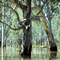 Eucalyptus camaldulensis obtusa picture