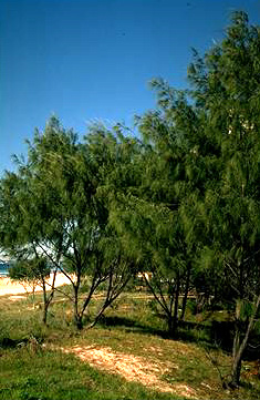 Casuarina equisetifolia image 2