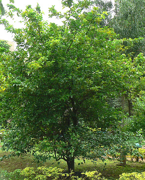 Citrus aurantifolia image 2