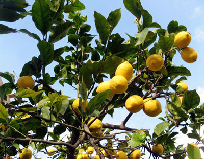 Citrus limon image 1