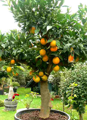 Citrus sinensis image 1