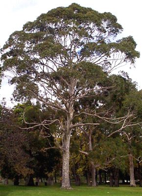 Eucalyptus camaldulensis obtusa image 3