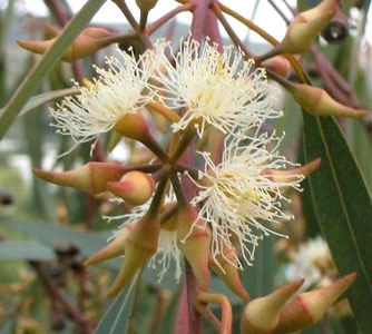 Eucalyptus camaldulensis obtusa image 4