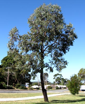 Eucalyptus sideroxylon rosea image 1