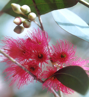 Eucalyptus sideroxylon rosea image 3