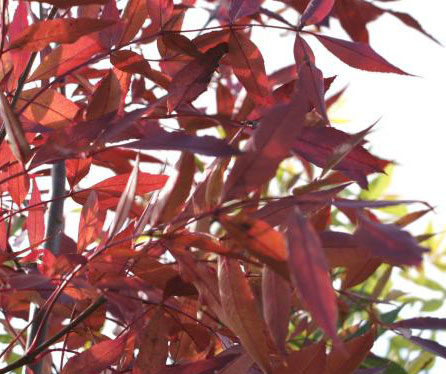 Fraxinus angustifolia oxycarpa 'Raywoodii' image 2