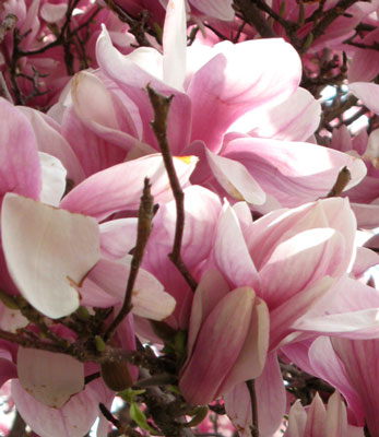 Magnolia x soulangeana image 4