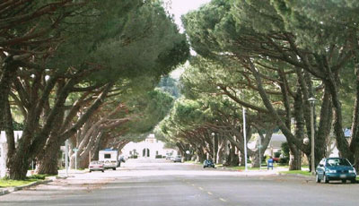 Pinus pinea image 2