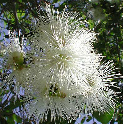 Syzygium smithii (formerly Acmena smithii) image 2