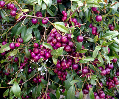 Syzygium smithii (formerly Acmena smithii) image 3