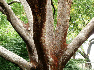 Ulmus parvifolia image 4