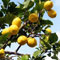 Citrus limon picture