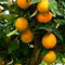 Citrus sinensis picture