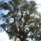 Eucalyptus gomphocephala picture