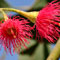 Eucalyptus leucoxylon megolacarpa (Rosea) picture