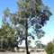 Eucalyptus sideroxylon rosea picture