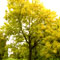 Fraxinus excelsior 'Aurea' picture