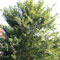 Ulmus parvifolia picture
